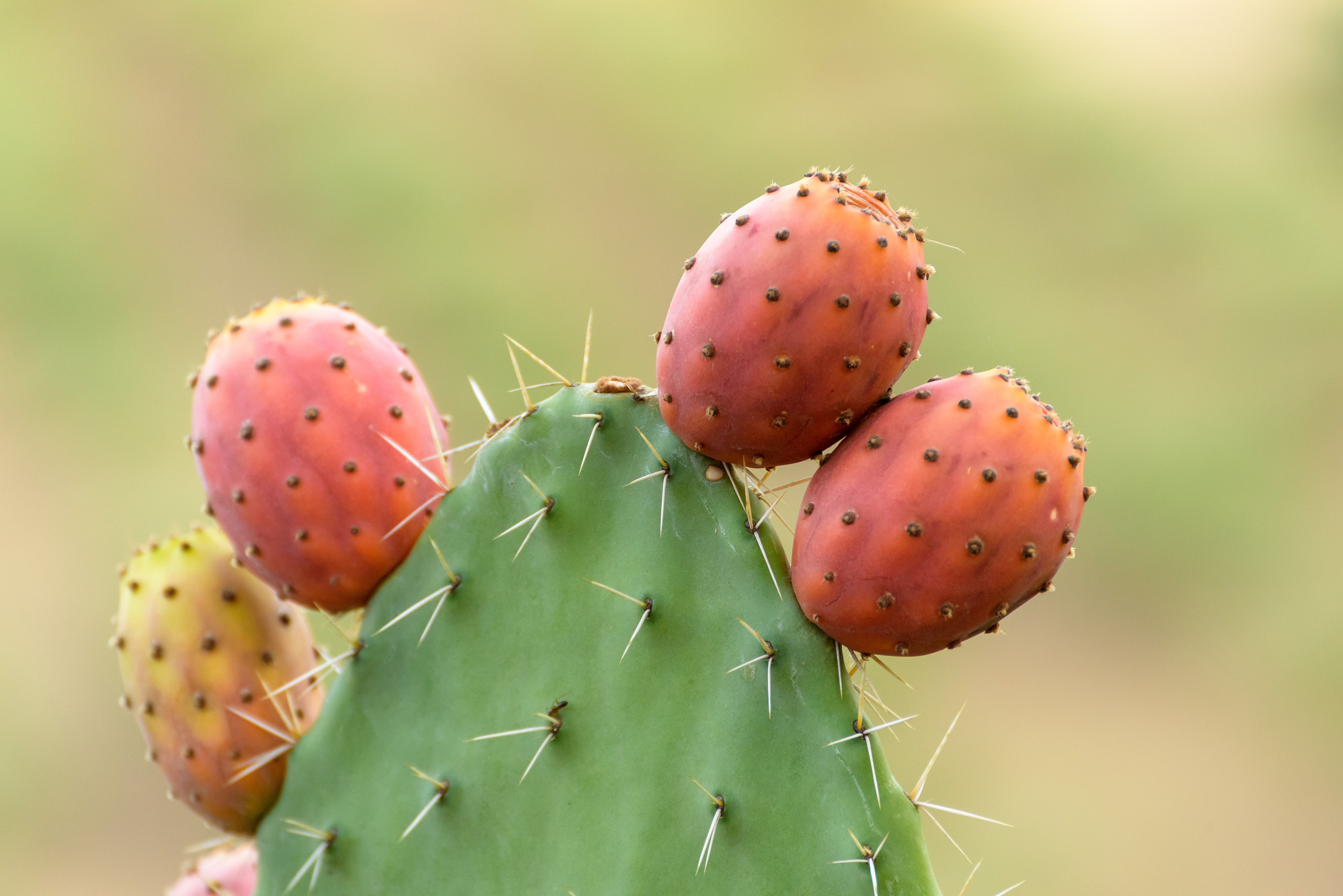 Opuntia Ficus-Indica Extract